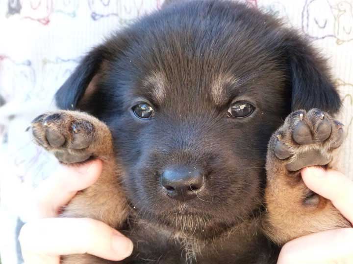 chinook dog